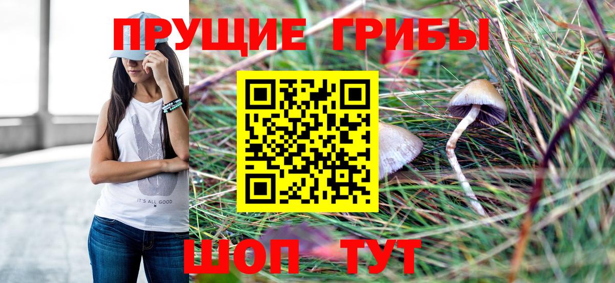 Галлюциногенные грибы Psilocybe Брянск
