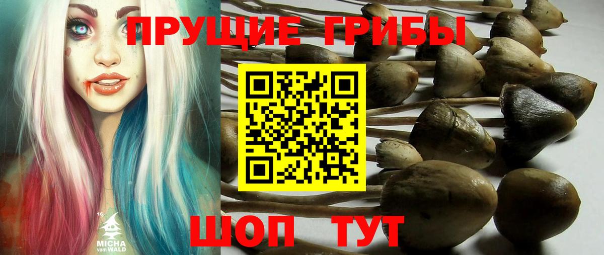как найти наркотики  Псилоцибиновые грибы Cubensis  Вход с VPN  Галлюциногенные грибы мухоморы  Брянск 